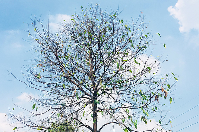 Nhiều cây xanh trên đại lộ bị sâu ăn hết lá chỉ còn trơ trụi cành.