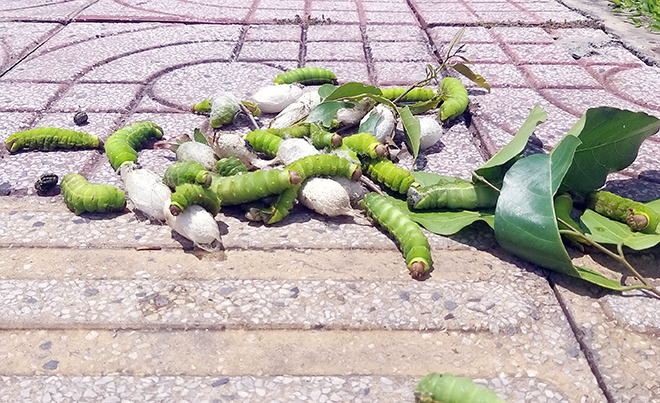 Người dân quanh khu vực cho biết, họ không biết đây là loại sâu gì nên rất sợ. “Trước hay có nhiều người chạy bộ tập thể dục buổi sáng qua đây nhưng giờ sâu bám đầy trên cây nên họ không dám chạy ngang qua nữa. Nhìn sâu bò lúc nhúc tôi thấy mà ớn lạnh cả người”, chị Trần Thị Như Hoàng ngụ quận Thủ Đức nói.