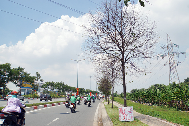 Cây xanh bị sâu tấn công chỉ còn trơ trụi cành. Được biết, các cây xanh trên tuyến đường này do Công ty TNHH MTV Công viên Cây xanh TP.HCM quản lý.