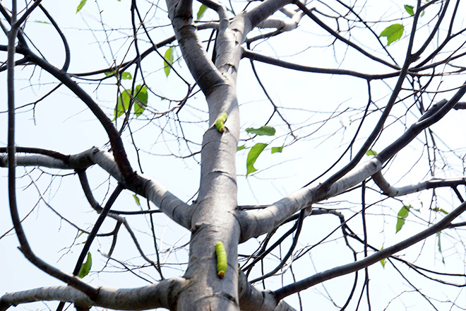 Ghi nhận vào trưa 5/9, hàng trăm con sâu bu kín&nbsp;nhiều cây xanh trên đại lộ Phạm Văn Đồng.