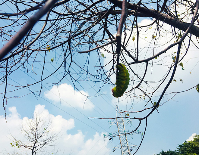 Người dân cho biết, tình trạng sâu xuất hiện khoảng 6 ngày trở lại đây. Ban đầu, là những bọc trứng nhỏ rơi xuống mặt đất nên mọi người không để ý. Sau đó, những con sâu màu xanh, có kích thước nhỏ bằng que tăm xuất hiện.