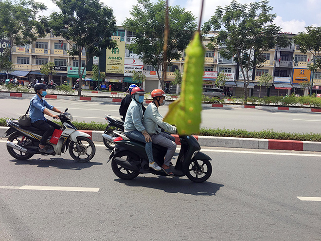 Sâu bò khắp nơi và trú ngụ trên các tán lá, thân cây dọc tuyến đường.