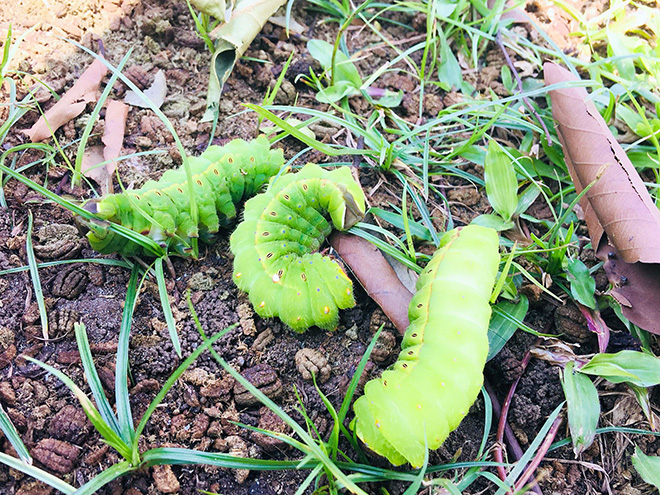 Những con sâu to bằng ngón tay người, màu xanh ăn trụi lá cây sau đó bò xuống đất.