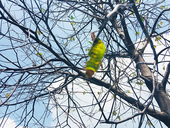 Rùng mình cảnh sâu bò lúc nhúc, ăn trụi lá cây xanh ở Sài Gòn - 9