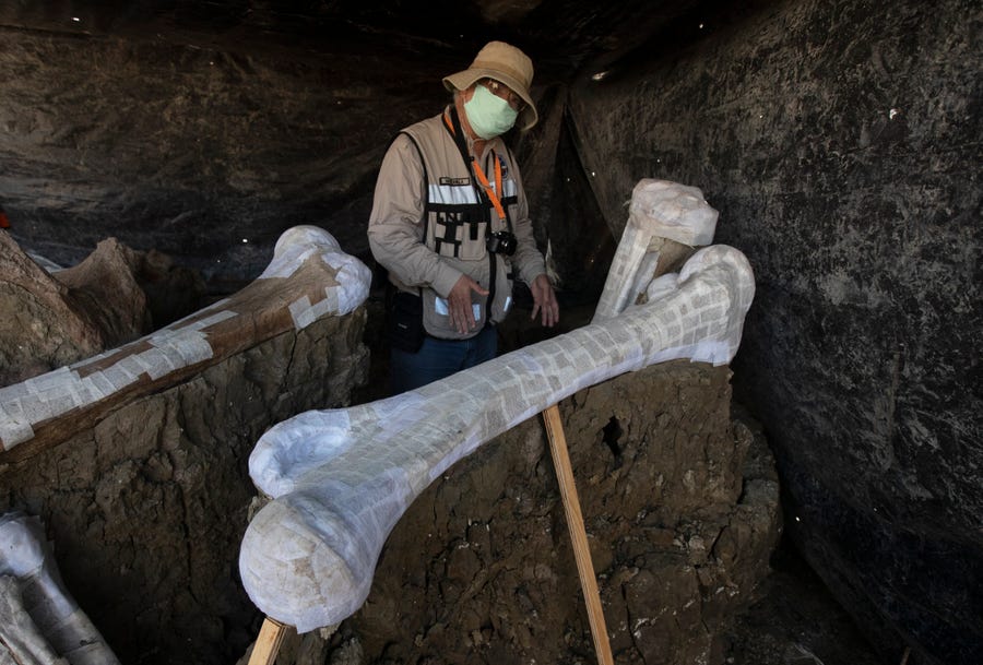 Các nhà khảo cổ Mexico mới tìm thấy hơn 200 bộ xương voi ma mút.