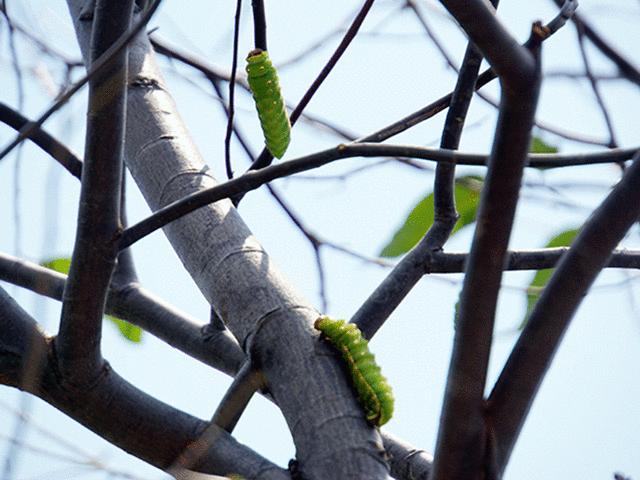 Tin tức trong ngày - Rùng mình cảnh sâu bò lúc nhúc, ăn trụi lá cây xanh ở Sài Gòn