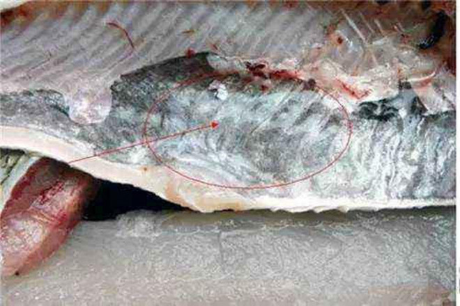 7 bộ phận của cá người Việt vẫn tranh nhau ăn mà không biết nó chứa chất độc nguy hại - 6