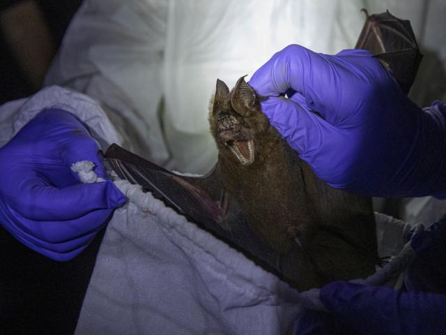 Thế giới - Quốc gia châu Á hơn 4 triệu ca nhiễm Covid-19: Dân làng quyết bảo vệ "thần dơi"