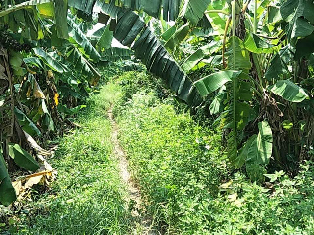 Vườn chuối nơi xảy ra vụ việc.