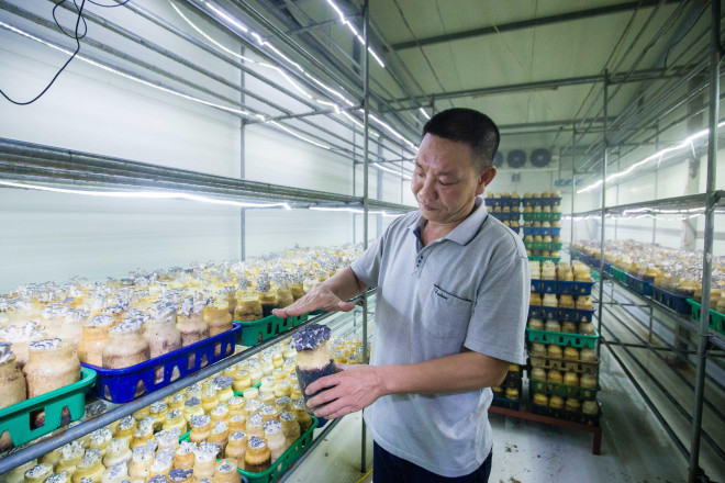 Anh Triệu Quang Trung kiểm tra sự phát triển của nấm tại nhà máy.