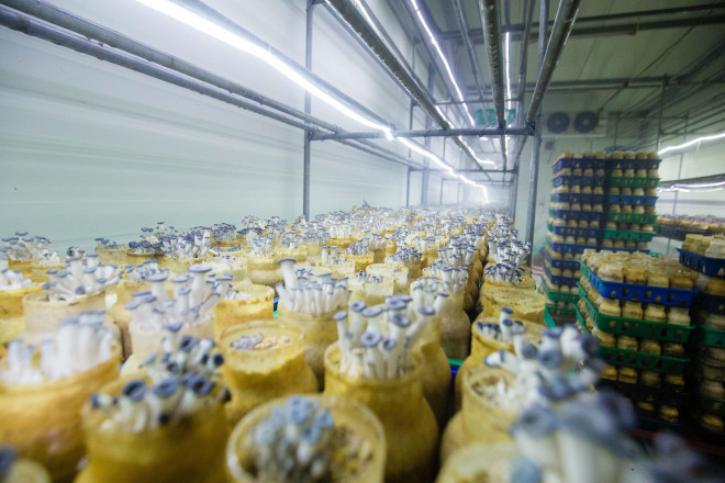 Nhà máy hiện cung cấp khoảng 350 tấn nấm/năm, cho doanh thu từ 30-35 tỷ.