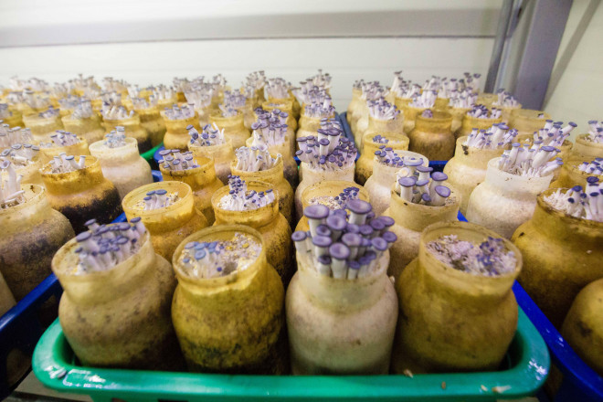 Làm nấm, ấm thân - anh nông dân thu về 35 tỷ đồng/năm - 5