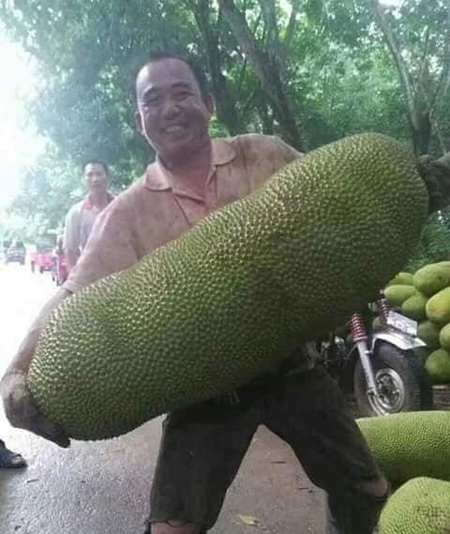 Một người phải rất vất vả mới khiêng nổi được quả mít &#34;khủng&#34;
