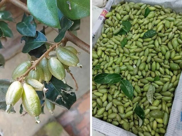 Thị trường - Tiêu dùng - Nhót xanh trái mùa nửa triệu/kg đắt ngang hoa quả nhập khiến nhiều người sửng sốt