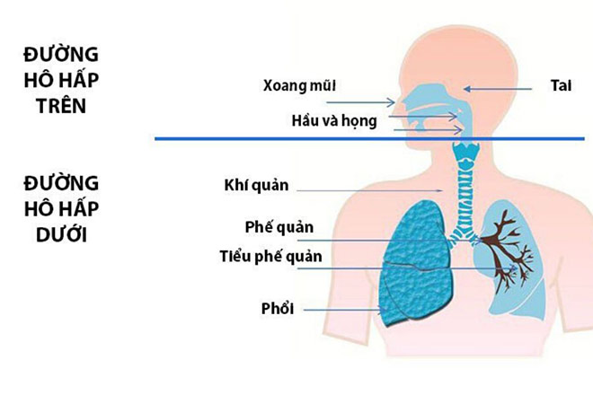 Giải pháp chống viêm đường hô hấp, ngừa tái phát ho cho trẻ - 1