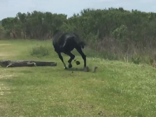 Media - Ngựa hoang liều lĩnh tấn công sát thủ đầm lầy và cái kết bất ngờ
