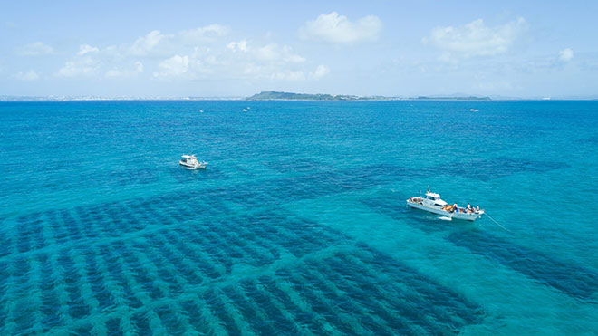 Vườn tảo tại Okinawa với môi trường nước và không khí sạch