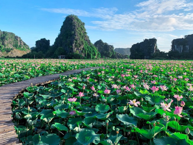 Ngỡ ngàng hồ sen nở rộ giữa Thu ở Hang Múa (Ninh Bình), giới trẻ tha hồ chụp ảnh “sống ảo“ - 1