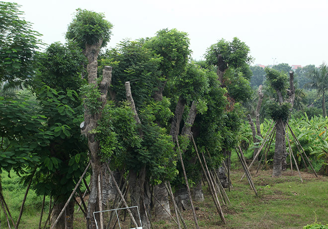 Hàng cây xà cừ trên đường Kim Mã được đánh chuyển về vườn ươm ở Đa Tốn.