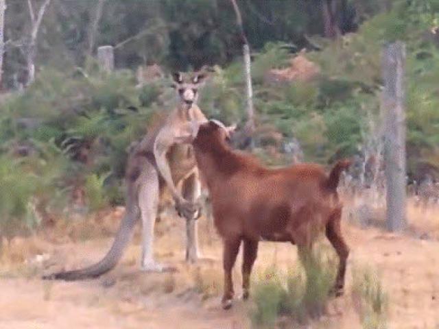 Media - Bị dê giỡn mặt, Kangaroo đấm cho kẻ đùa cợt "không trượt phát nào"