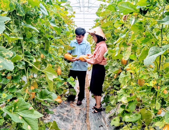 Mô hình nông nghiệp sạch đang được rất nhiều người quan tâm, học hỏi.
