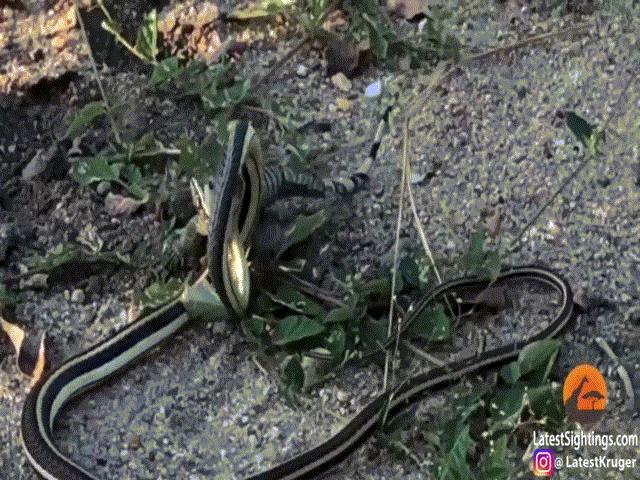 Phi thường - kỳ quặc - Video: Bị rắn cát tung tuyệt chiêu "lốc xoáy", kỳ đà "ăn miếng trả miếng" trước khi nhận cái kết thảm