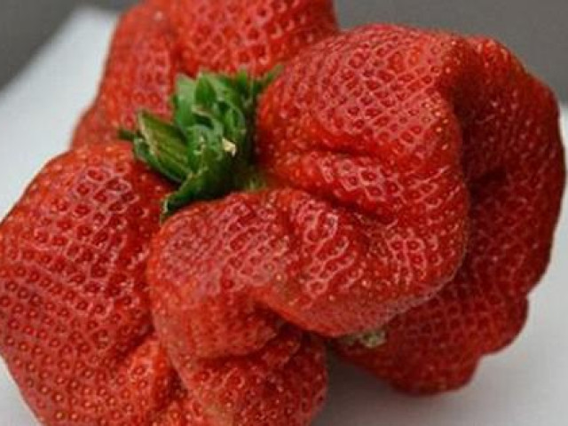 Thị trường - Tiêu dùng - Dâu tây xòe to như cánh quạt, vỏ đỏ mọng, muốn ăn phải đặt hàng trước 3 ngày