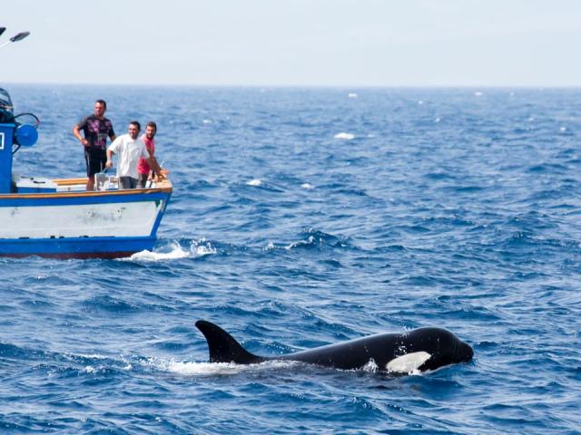 Thế giới - Bí ẩn đàn cá voi sát thủ liên tục tấn công tàu thuyền, chuyên gia cũng "bó tay