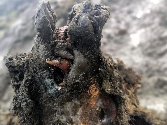 Thế giới - Tưởng đào được xác gấu, ai ngờ là sinh vật ở "mộ đá vĩnh cửu" 39.000 năm vẫn nguyên vẹn 