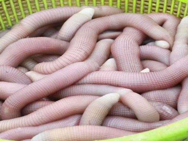 Thị trường - Tiêu dùng - Kinh dị những giống sâu bọ được xếp vào hàng... đặc sản ở Việt Nam