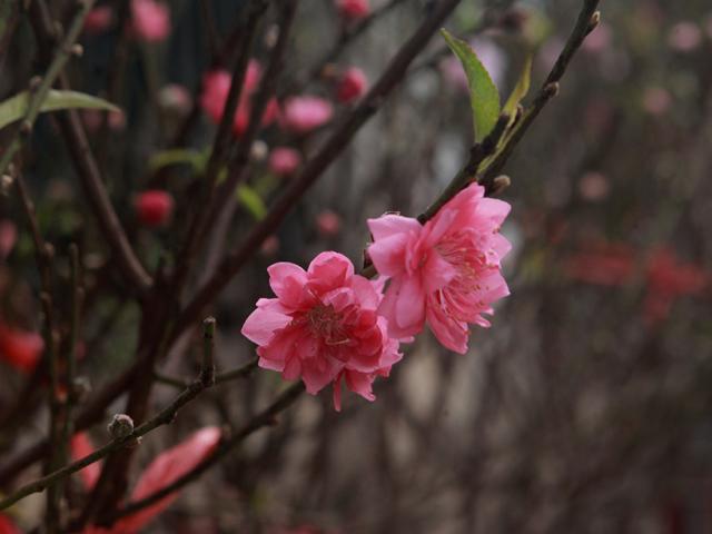 Tin tức trong ngày - Tin tức 24h qua: Đề xuất nghỉ 7 ngày dịp Tết Nguyên đán Tân Sửu 2021