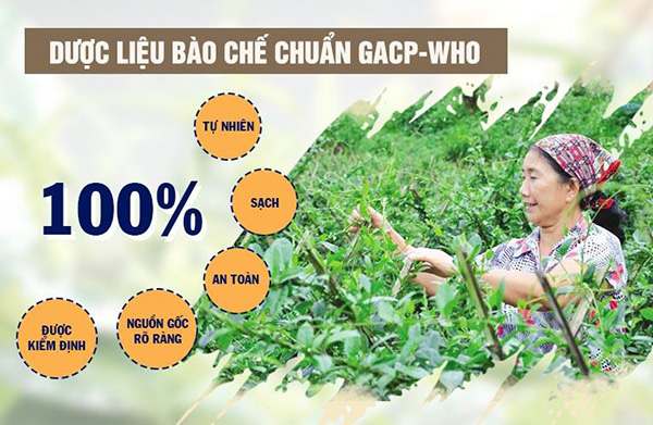 Bài thuốc được bào chế từ 100% thành phần thảo dược thiên nhiên
