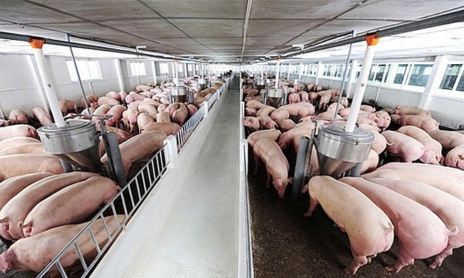 Giá lợn hơi quay đầu tăng liên tiếp trong những ngày gần đây