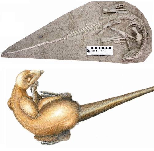 Đây là loài khủng long hoàn toàn mới, được đặt tên là&nbsp;Changmiania liaoningensis.