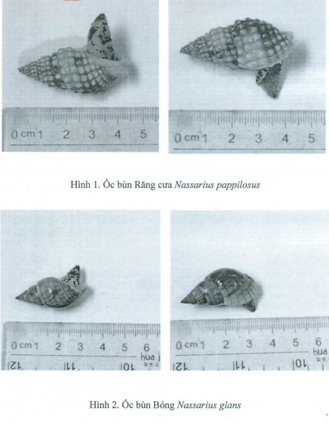 Xác định loại ốc lạ gây ngộ độc khiến 3 người thương vong ở Khánh Hòa - 3