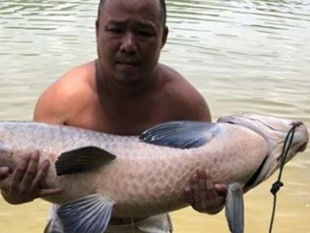 Media - Cận cảnh con cá trắm đen cực "khủng" nặng 36kg ở Nghệ An