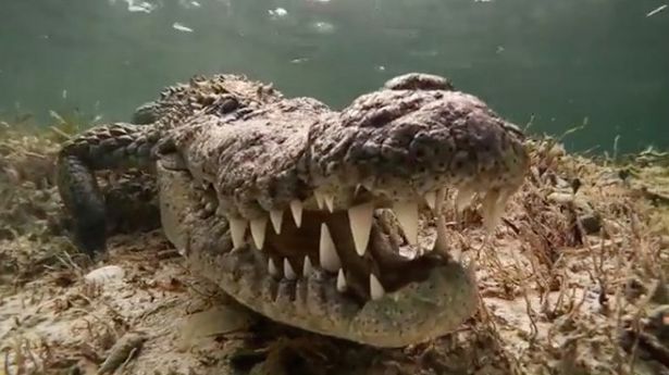 Thợ lặn người Italia chụp cận cảnh con cá sấu.