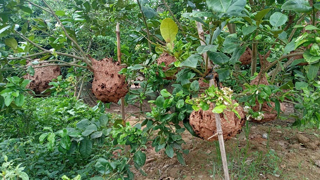 Bỏ vốn chỉ 300 nghìn đồng, chàng trai 18 tuổi có chục triệu mỗi tháng nhờ nuôi loài “hung thần” - 4