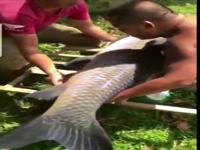 Phi thường - kỳ quặc - Video: Cận cảnh con cá trắm đen cực "khủng" nặng 36 kg ở Nghệ An