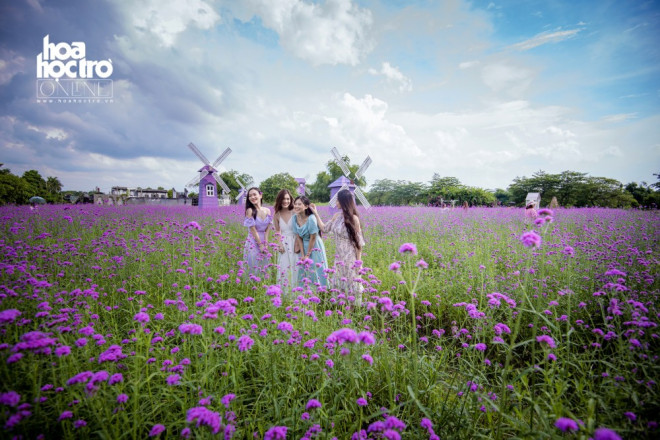 Giới trẻ Hà Nội rủ nhau check-in ở cánh đồng hoa oải hương rộng hàng chục nghìn mét vuông - 1