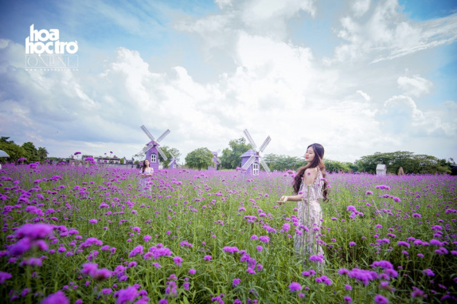 Giới trẻ Hà Nội rủ nhau check-in ở cánh đồng hoa oải hương rộng hàng chục nghìn mét vuông - 5