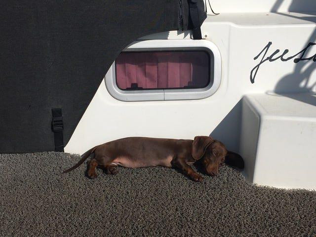 Bạn trẻ - Cuộc sống - Chú chó vượt 16.000 km tìm về với chủ nhân sau 5 tháng mắc kẹt ở Mỹ do COVID-19