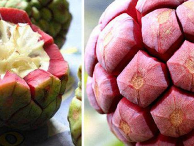 Thị trường - Tiêu dùng - Được mệnh danh "thần dược phòng the", na rừng Tây Bắc đắt gấp 3 lần na thường vẫn "cháy hàng"