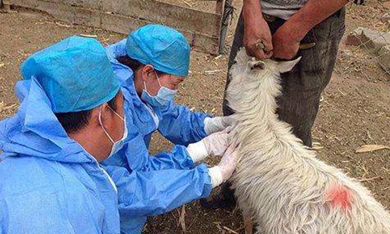 Tiêm phòng bệnh Brucella cho vật nuôi ở Trung Quốc (ảnh: Hoàn cầu)