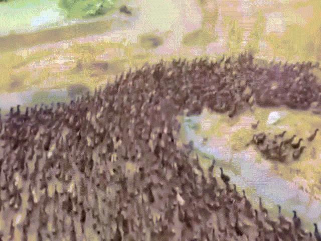 Thế giới - Video: “Đoàn quân” hơn một vạn con vịt xuất trận diệt sâu hại ở Thái Lan