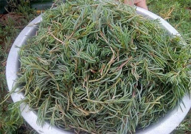 Thương nhớ món ngon từ &#34;lộc trời&#34;, người xa quê ăn 1 lần nhớ cả đời - 1