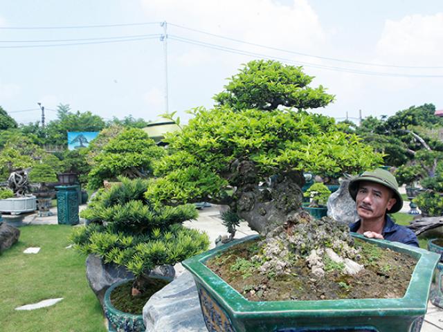 Thị trường - Tiêu dùng - Choáng ngợp vườn bonsai lớn nhất Hà Nội, trị giá hàng chục tỷ đồng