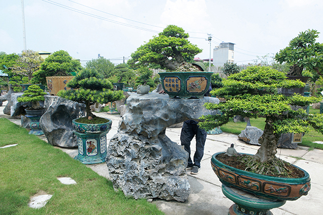 Để có một khu vườn đủ các loại cây, anh không quản ngại đầu tư thời gian, tài chính đi khắp đất nước tìm kiếm. Hầu hết những cây mua về anh đều làm lại theo ý mình.
