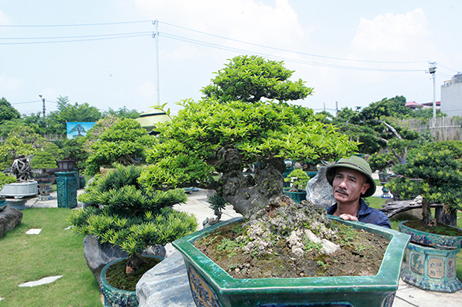 Bộ sưu tập mai chiếu thủy cũng rất độc đáo, gồm gần 40 cây, không cây nào giống cây nào, tuổi đời khác nhau, kích thước khác nhau… rất đa dạng nên chúng cũng có giá trị kinh tế khác nhau.
