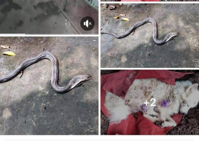 Một số hình ảnh đăng tải trên mạng xã hội cho rằng người dân không bán được rắn cho Trung Quốc đã thả rắn ra cắn chết chó trên địa bàn xã Phụng Thượng, TP Hà Nội